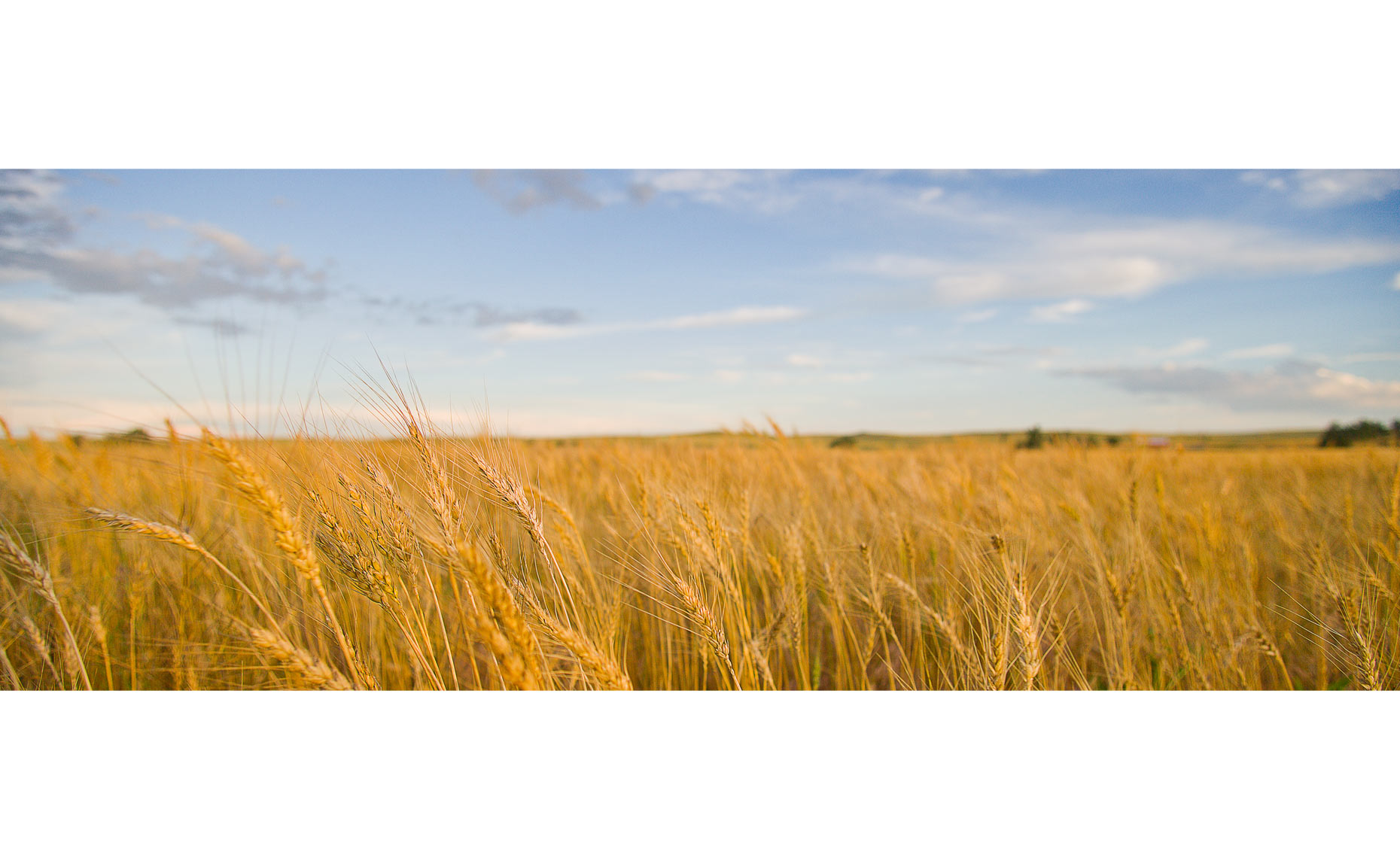 Nebraska-Wheat-Field